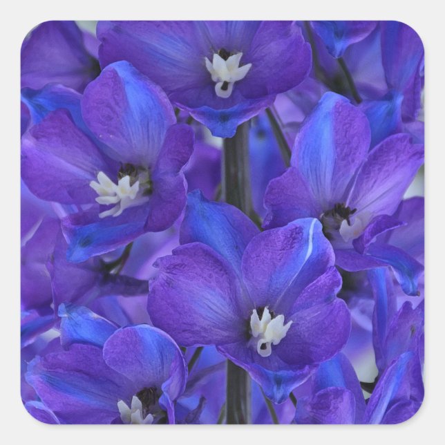Beautiful blue delphinium         square sticker (Front)