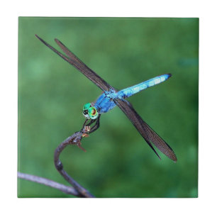 Beautiful Blue Dragonfly Photo design Tile
