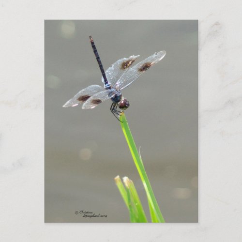 Beautiful Blue Dragonfly Postcard