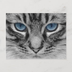 Beautiful blue eyed cat portrait postcard