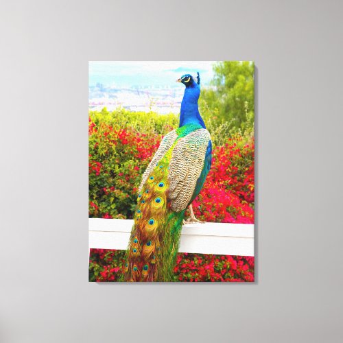 Beautiful Blue Green Peacock Photo Modern Stylish  Canvas Print