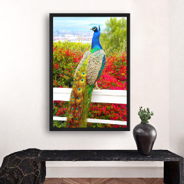 Beautiful Blue Green Peacock Photo Stylish Modern Poster