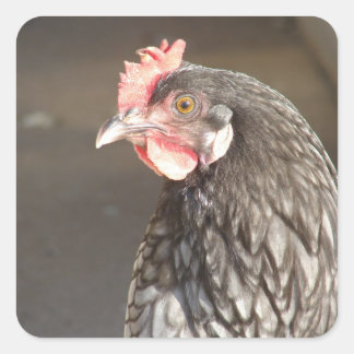 Beautiful Blue Hen Square Sticker