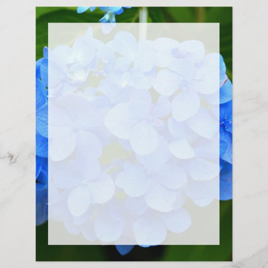 Beautiful Blue Hydrangea Flower (Front)