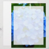 Beautiful Blue Hydrangea Flower (Front/Back)