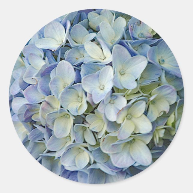 Beautiful Blue Hydrangea Flowers Photo Classic Round Sticker (Front)