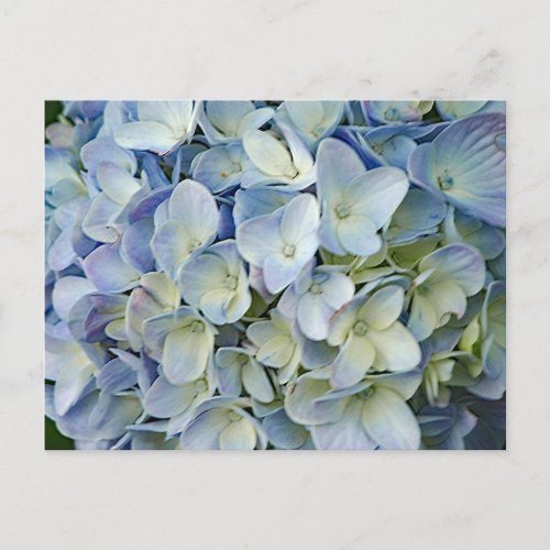 Beautiful Blue Hydrangea Flowers Photo Postcard
