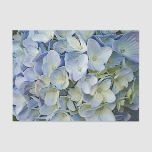 Beautiful Blue Hydrangea Flowers Photo Tissue Paper (Front)