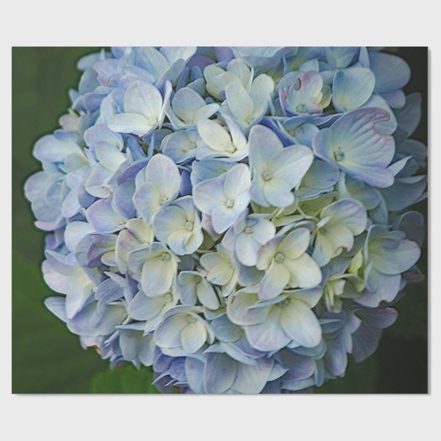 Beautiful Blue Hydrangea Flowers Photo Wrapping Paper (Flat)