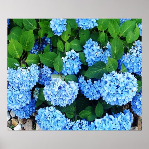 Beautiful Blue Hydrangeas Poster