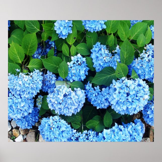 Beautiful Blue Hydrangeas Poster (Front)