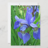 beautiful blue iris flowers (Back)
