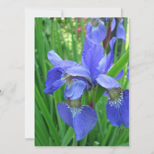 beautiful blue iris flowers (Back)