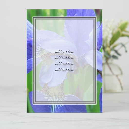 beautiful blue iris flowers (Standing Front)