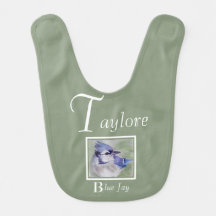 Beautiful Blue Jay Bird