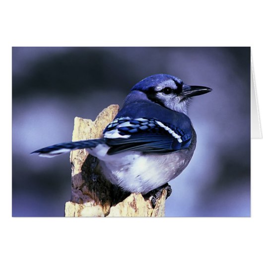 Beautiful Blue Jay bird Cards (Front Horizontal)