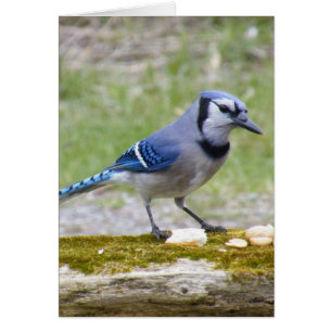 Beautiful Blue Jay bird Cards