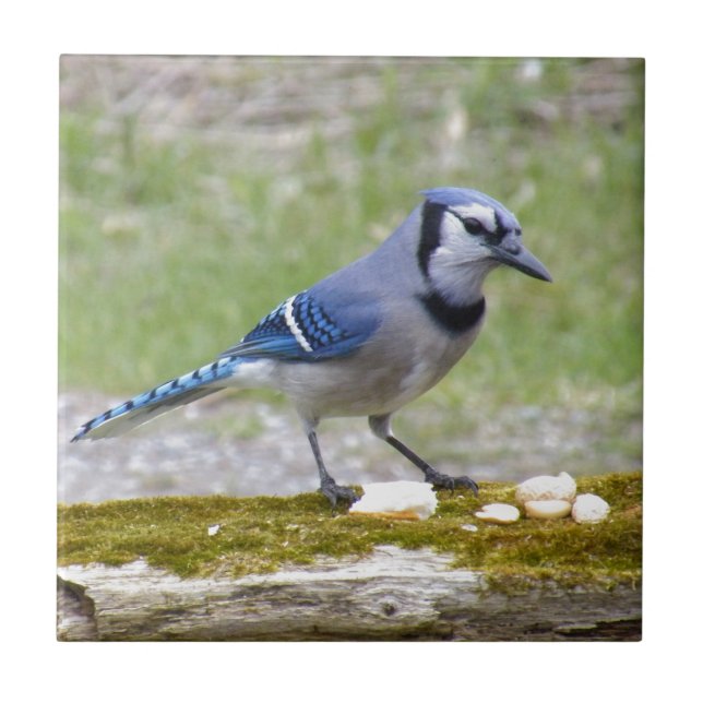 Beautiful Blue Jay bird Ceramic Tile (Front)