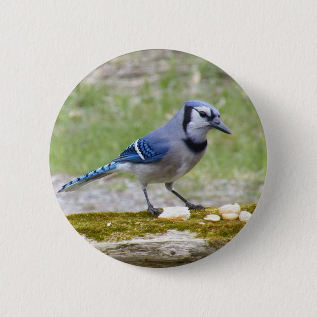 Beautiful Blue Jay bird Pinback Button (Front)