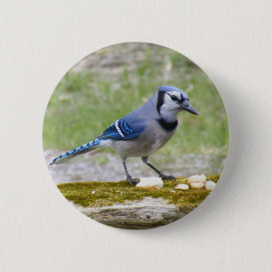Beautiful Blue Jay bird Pinback Button