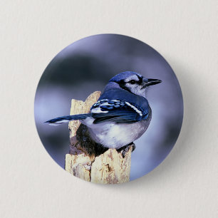 Beautiful Blue Jay Button