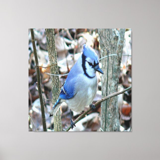 Beautiful Blue Jay Canvas Print (Front)