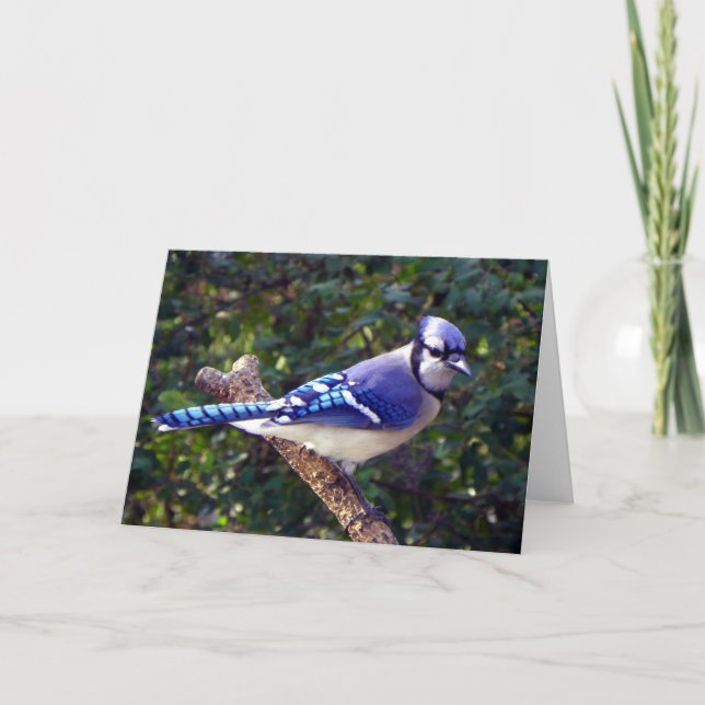 Beautiful Blue Jay Card (Front)