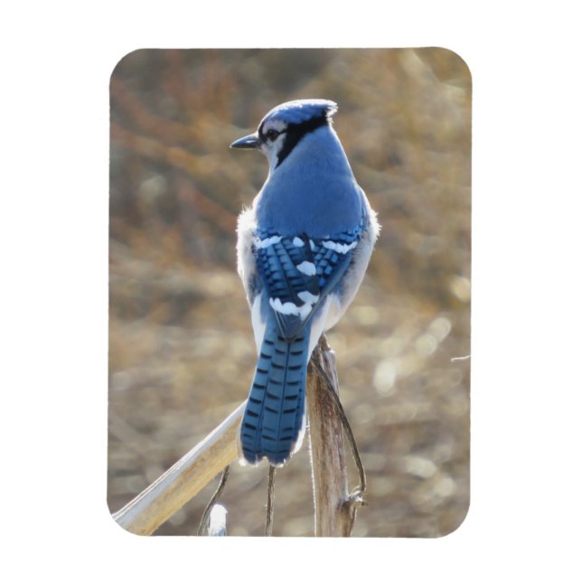Beautiful Blue Jay In Sunshine Magnet (Vertical)