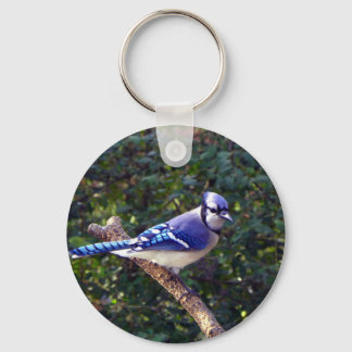 Beautiful Blue Jay Keychain