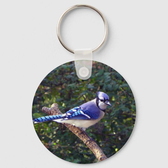 Beautiful Blue Jay Keychain (Front)