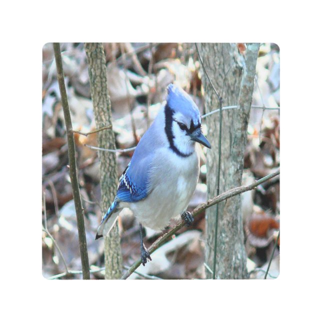 Beautiful Blue Jay Metal Print (Front)
