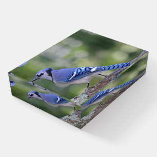 Beautiful Blue Jay Paperweight
