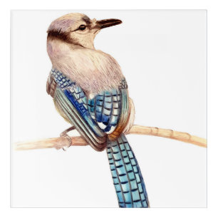 Beautiful Blue Jay Pencil Drawing Print Acrylic Print