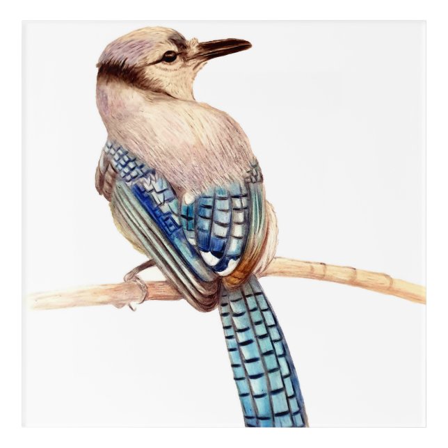 Beautiful Blue Jay Pencil Drawing Print Acrylic Print (Front)