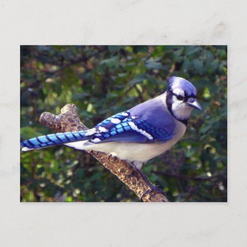 Beautiful Blue Jay Postcard