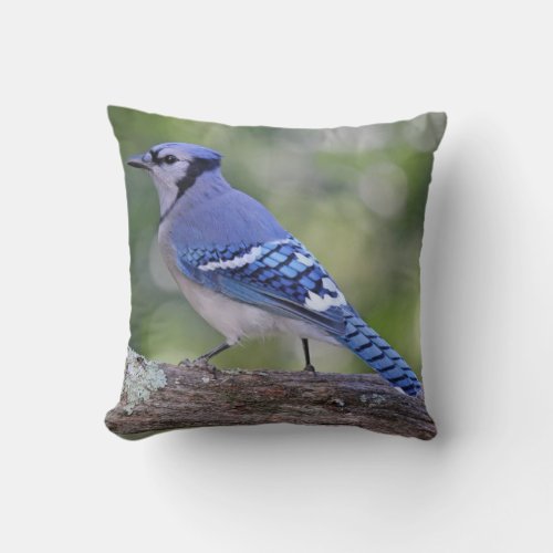 Beautiful Blue Jay Throw Pillow