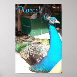 Beautiful Blue Male Peacock Old Barn Poster