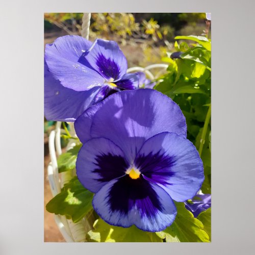 Beautiful Blue Pansy Flower Garden Poster