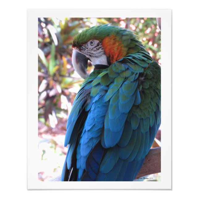 Beautiful Blue Parrot Photographic Print (Front)