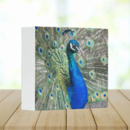 Beautiful Blue Peacock Feathers 3 Ring Binder