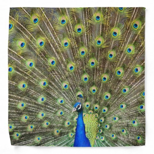 Beautiful blue peacock feathers bandana