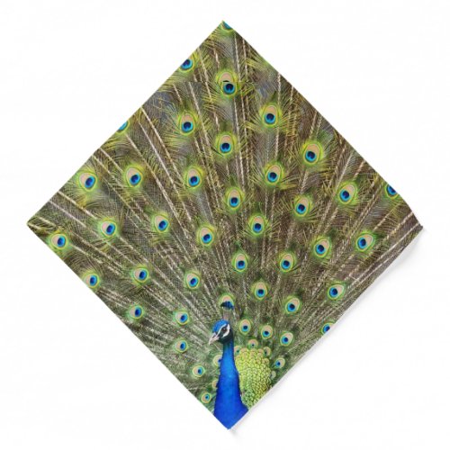 Beautiful blue peacock feathers bandana