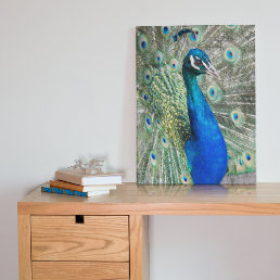 Beautiful Blue Peacock Feathers Canvas Print
