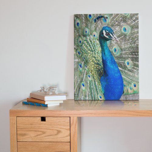 Beautiful Blue Peacock Feathers Canvas Print