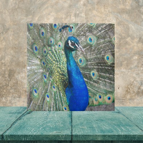 Beautiful Blue Peacock Feathers Ceramic Tile