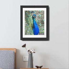 Beautiful Blue Peacock Feathers Framed Art
