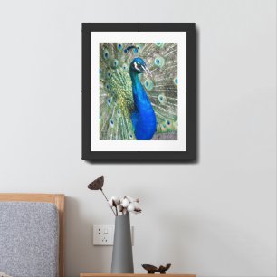 Beautiful Blue Peacock Feathers Framed Art