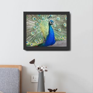 Beautiful Blue Peacock Feathers Framed Art