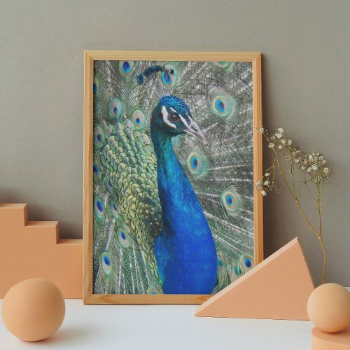 Beautiful Blue Peacock Feathers Glossy Poster