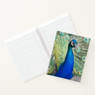 Beautiful Blue Peacock Feathers Notebook